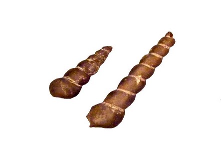 Gast&eacute;ropodes sp